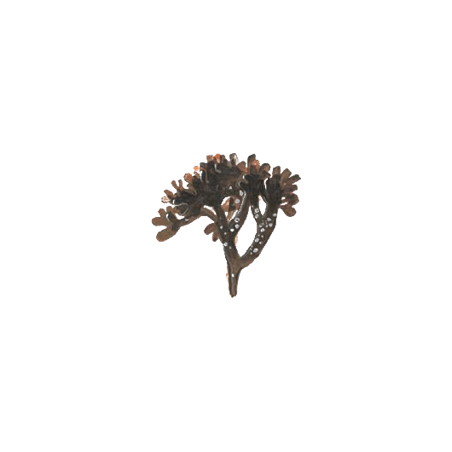 Carragaheen algue en gélules (Chondrus crispus)