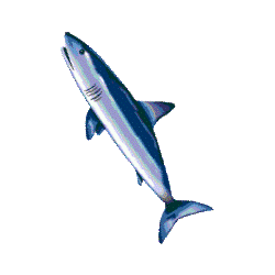 Cartilage de Requin Chondroïtine en gélules