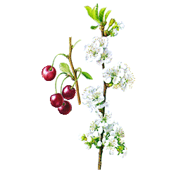 Queues de Cerise en gélules