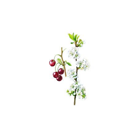 Queues de Cerise en gélules