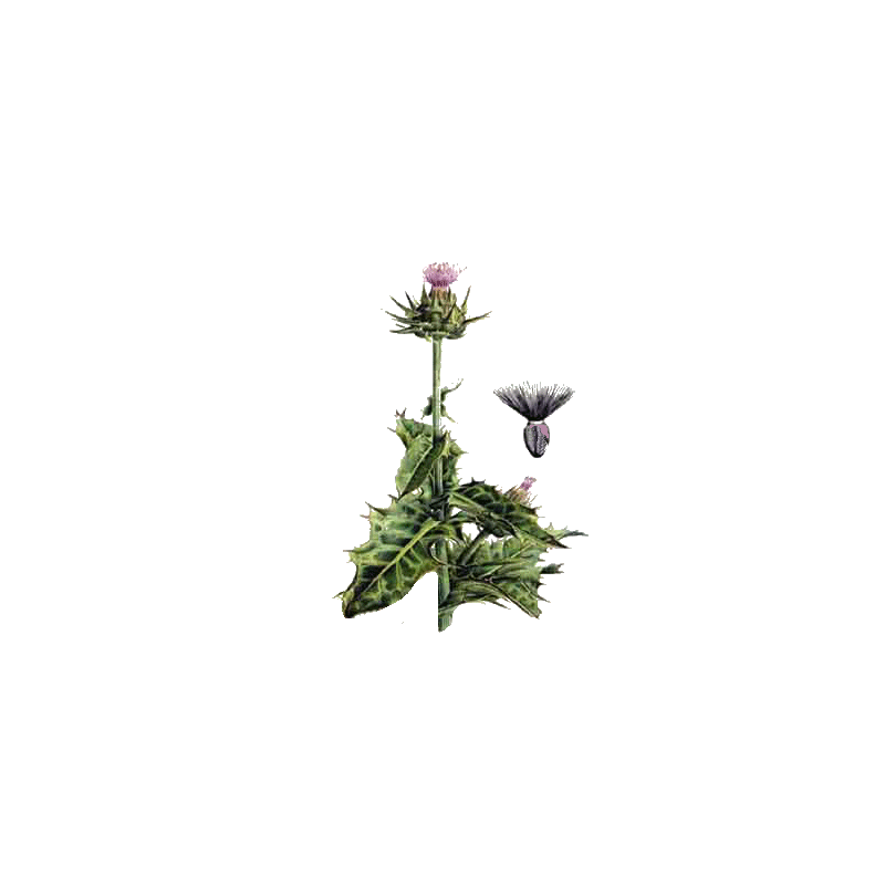 Chardon Marie Bio en gélules (Silybum marianum)