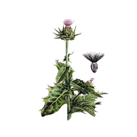 Chardon Marie Bio en gélules (Silybum marianum)