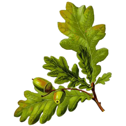 Chêne écorce en gélules (Quercus robur)
