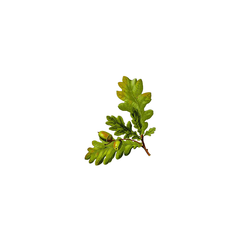 Chêne écorce en gélules (Quercus robur)