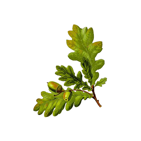 Chêne écorce en gélules (Quercus robur)