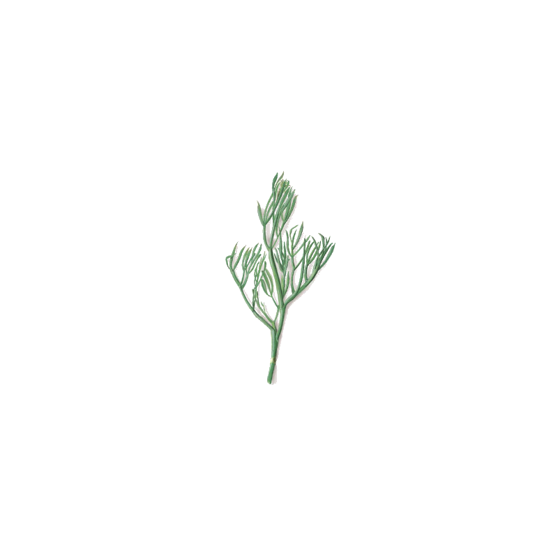 Criste Marine algue en gélules (Chrithmum maritimum)