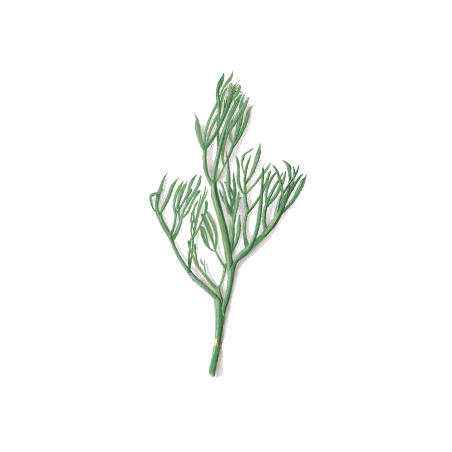 Criste Marine algue en gélules (Chrithmum maritimum)