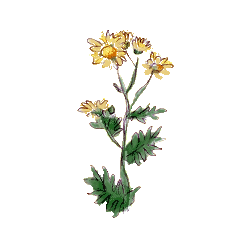 Chrysanthellum Americanum en gélules (foie et vésicule)