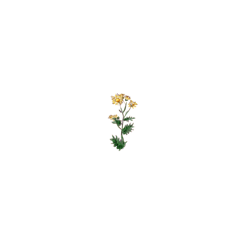 Chrysanthellum Americanum en gélules (foie et vésicule)