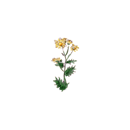 Chrysanthellum Americanum en gélules (foie et vésicule)