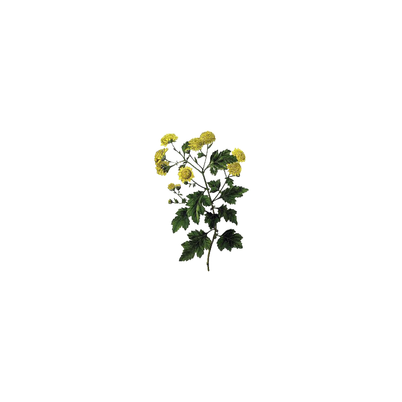 Grande Camomille, Partenelle en gélules (Tanacetum parthenium)