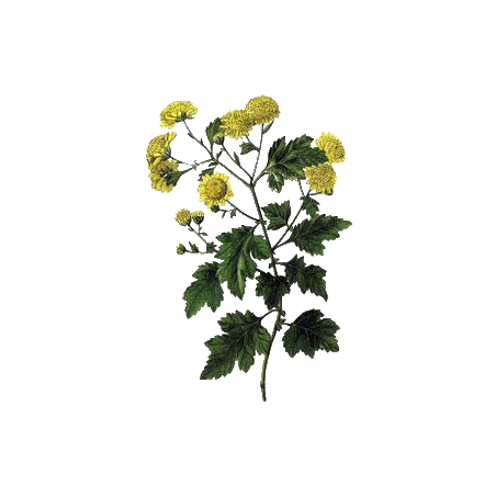 Grande Camomille, Partenelle en gélules (Tanacetum parthenium)