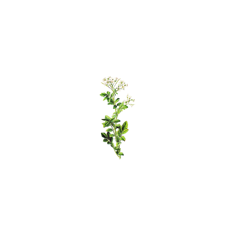 Cresson des Fontaines en gélules (Nasturtium officinal)
