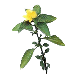 Damiana feuille en gélules (Turnera aphrodisiaca)
