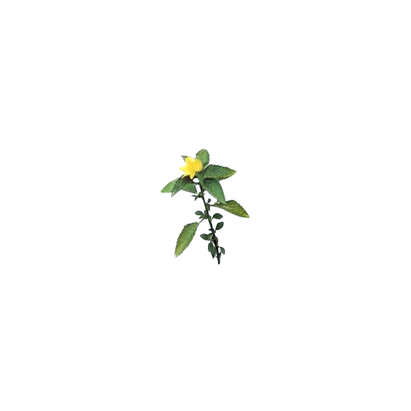 Damiana feuille en gélules (Turnera aphrodisiaca)