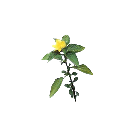Damiana feuille en gélules (Turnera aphrodisiaca)