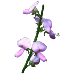 Desmodium en gélules (Desmodium adscendens)