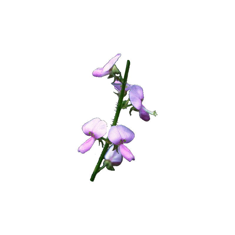 Desmodium en gélules (Desmodium adscendens)
