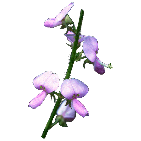 Desmodium en gélules (Desmodium adscendens)