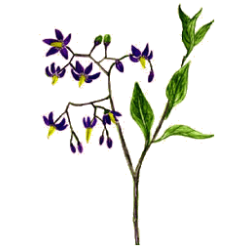 Douce Amère en gélules Pullulan (Solanum dulcamara)