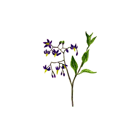 Douce Amère en gélules Pullulan (Solanum dulcamara)