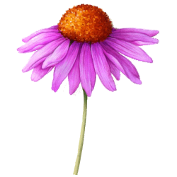Echinacea purpurea racine BIO en gélules (Immunité)