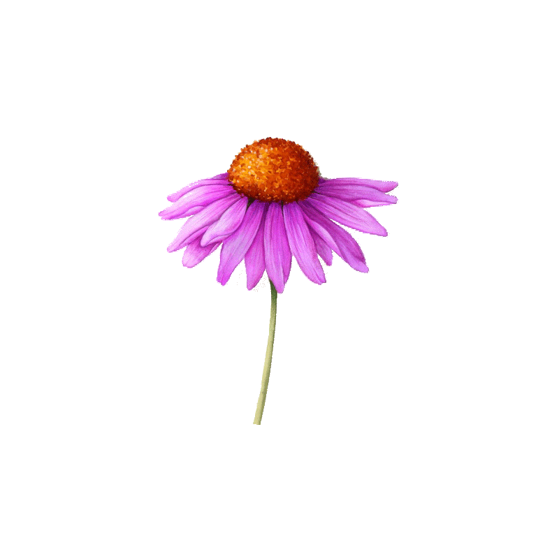 Echinacea purpurea racine BIO en gélules (Immunité)