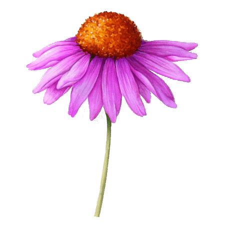 Echinacea purpurea racine BIO en gélules (Immunité)