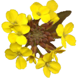 Erysimum Velar en gélules (Sisymbrium officinale)