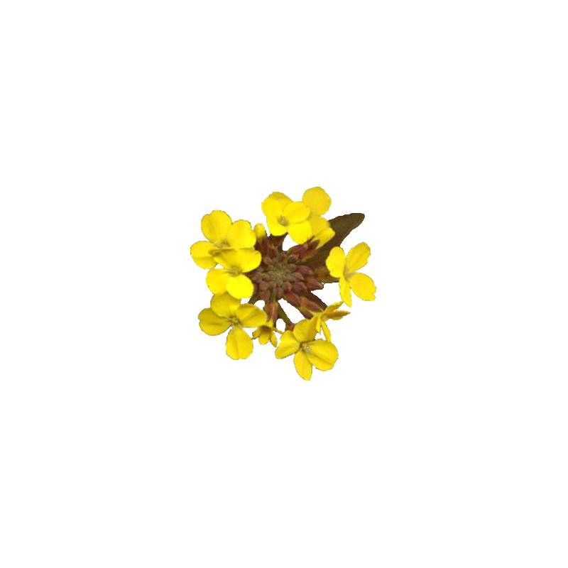Erysimum Velar en gélules (Sisymbrium officinale)
