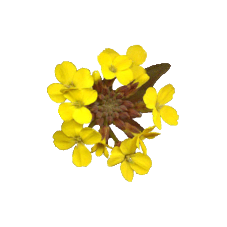 Erysimum Velar en gélules (Sisymbrium officinale)