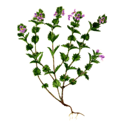 Euphraise en gélules (Euphrasia officinalis)