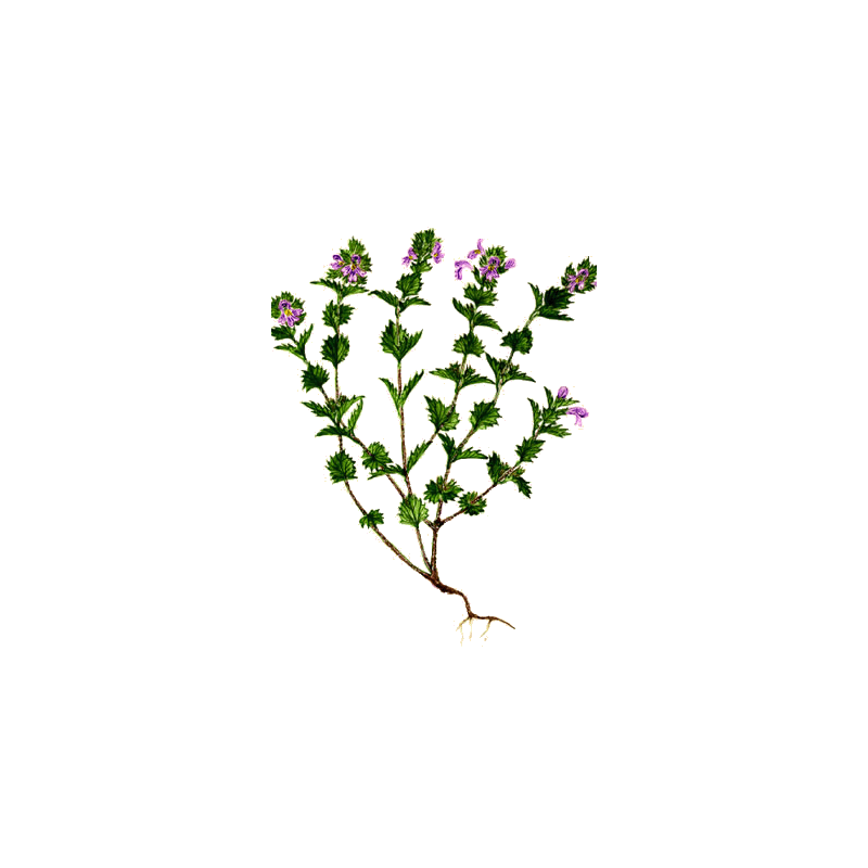 Euphraise en gélules (Euphrasia officinalis)