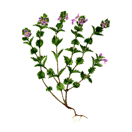 Euphraise en gélules (Euphrasia officinalis)