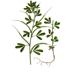 Fenugrec Bio en gélules (Trigonella foenum-graecum)