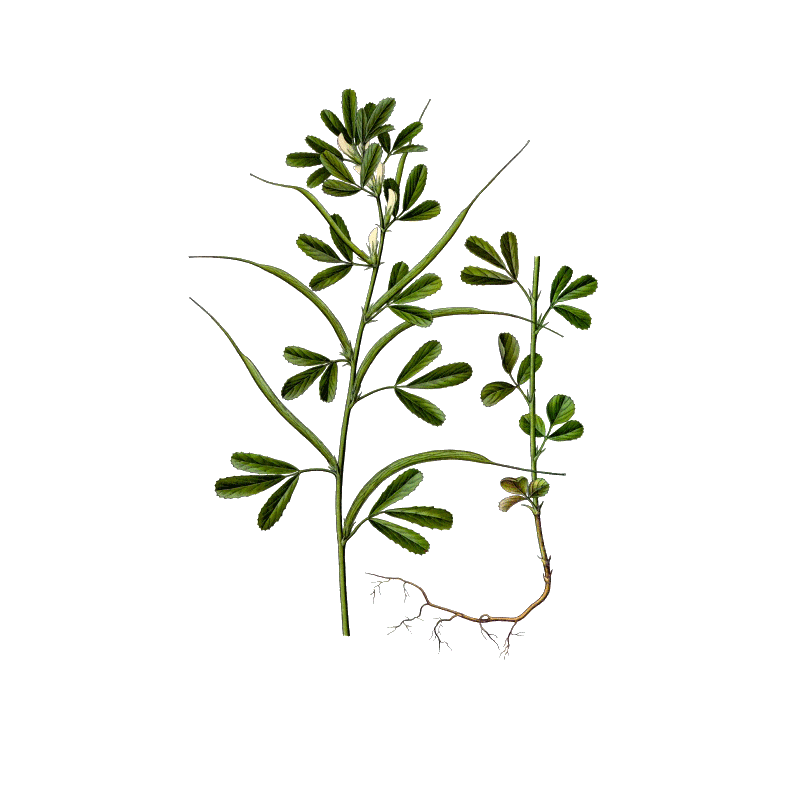 Fenugrec Bio en gélules (Trigonella foenum-graecum)