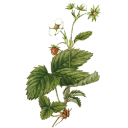 Fraisier racine en gélules Pullulan (Fragaria vesca)