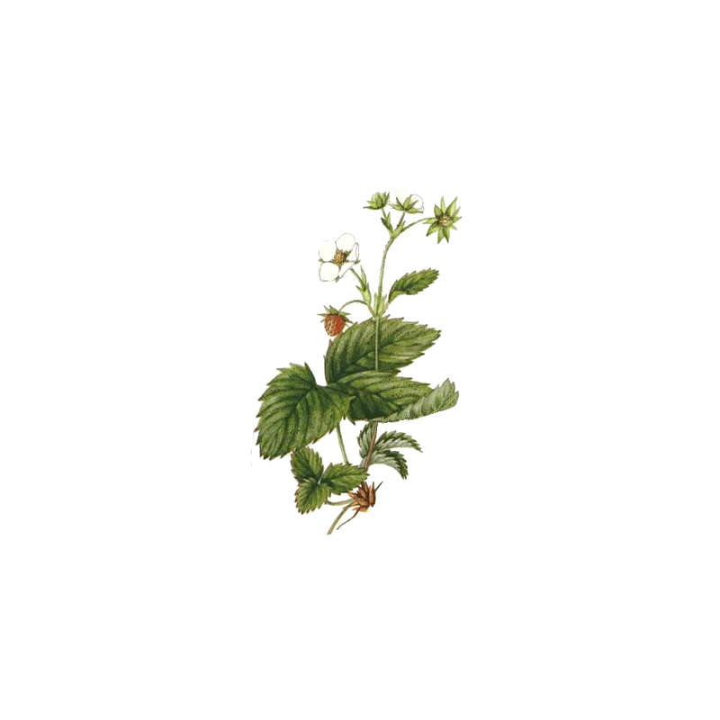 Fraisier racine en gélules Pullulan (Fragaria vesca)