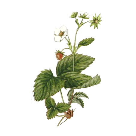 Fraisier racine en gélules Pullulan (Fragaria vesca)