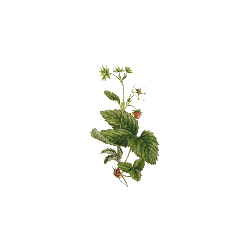 Fraisier feuille en gélules (Fragaria vesca)