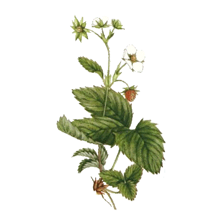 Fraisier feuille en gélules (Fragaria vesca)