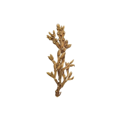 Fucus algue en gélules (Varech vésiculeux)