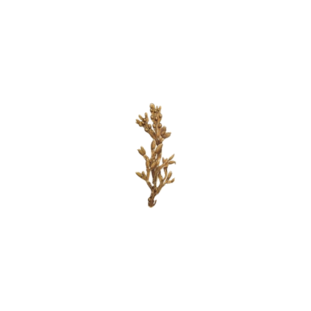 Fucus algue en gélules (Varech vésiculeux)
