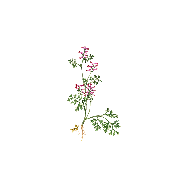 Fumeterre en gélules Pullulan (Fumaria officinalis)