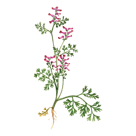 Fumeterre en gélules Pullulan (Fumaria officinalis)