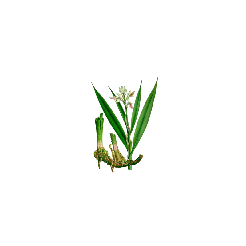 Galanga racine en gélules (Alpinia officinarum)