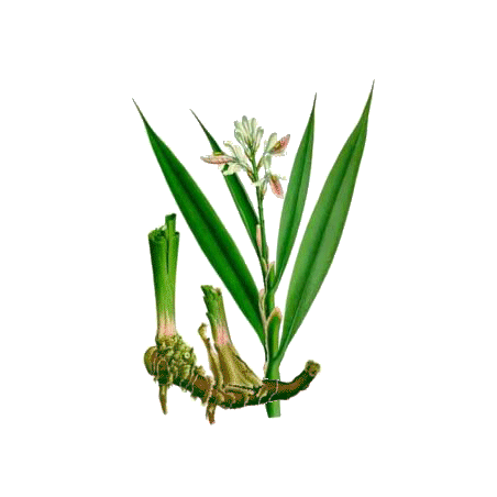 Galanga racine en gélules (Alpinia officinarum)