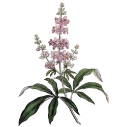 Gattilier Bio en gélules (Vitex agnus-castus)