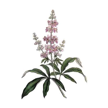 Gattilier Bio en gélules (Vitex agnus-castus)