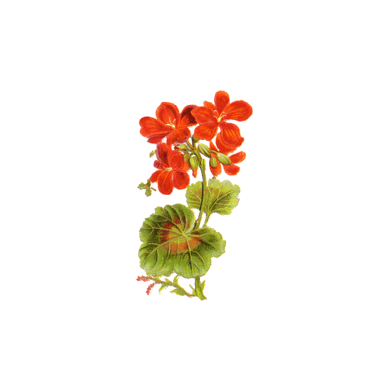 Géranium Robert en gélules (Geranium robertianum)